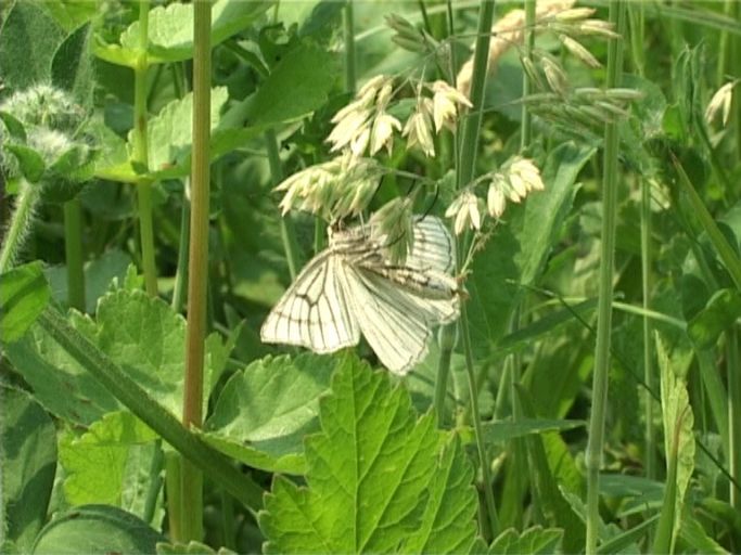 Hartheu-Spanner ( Siona lineata ), Flügelunterseite : Am Niederrhein, Biotop, 14.06.2006